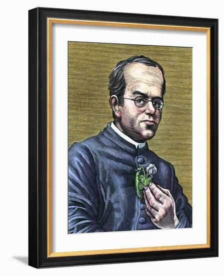 Gregor Mendel, Austrian Botanist-Bill Sanderson-Framed Photographic Print