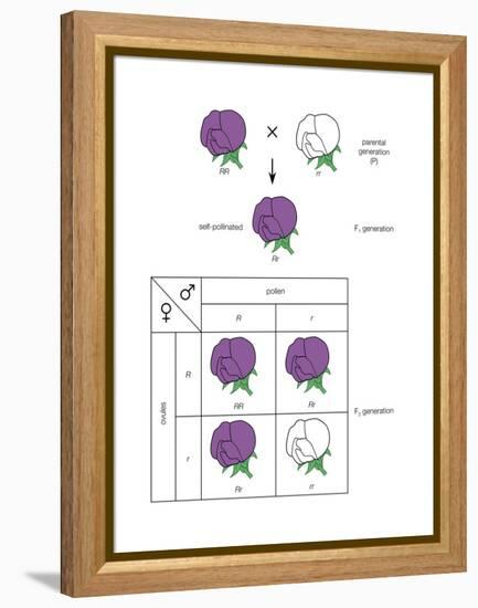 Gregor Mendel's Law of Segregation. Heredity, Genetics-Encyclopaedia Britannica-Framed Stretched Canvas