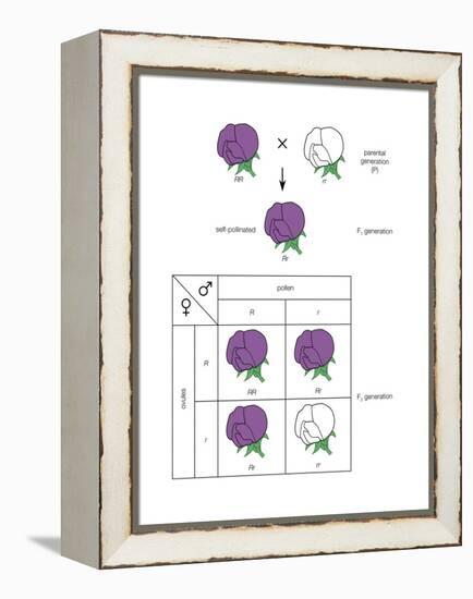 Gregor Mendel's Law of Segregation. Heredity, Genetics-Encyclopaedia Britannica-Framed Stretched Canvas