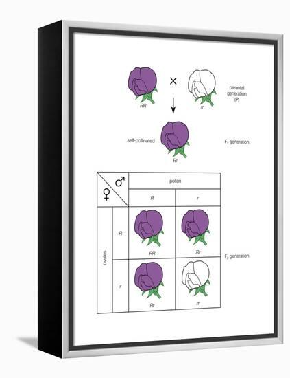 Gregor Mendel's Law of Segregation. Heredity, Genetics-Encyclopaedia Britannica-Framed Stretched Canvas