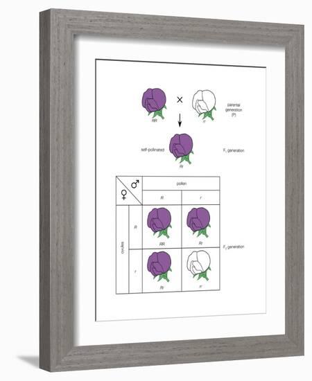 Gregor Mendel's Law of Segregation. Heredity, Genetics-Encyclopaedia Britannica-Framed Art Print