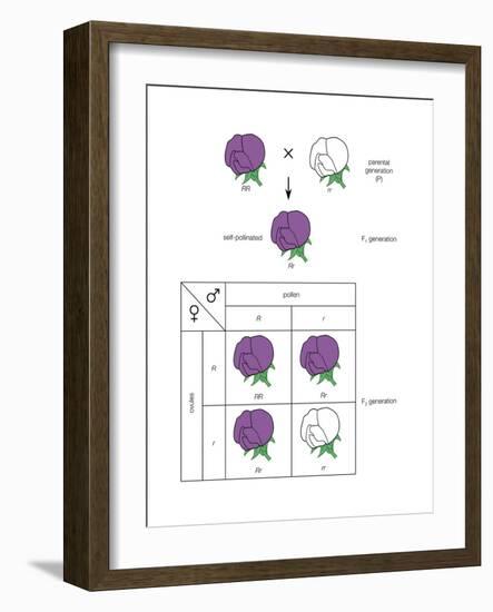 Gregor Mendel's Law of Segregation. Heredity, Genetics-Encyclopaedia Britannica-Framed Art Print