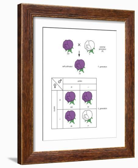 Gregor Mendel's Law of Segregation. Heredity, Genetics-Encyclopaedia Britannica-Framed Art Print