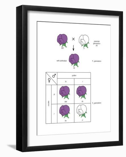 Gregor Mendel's Law of Segregation. Heredity, Genetics-Encyclopaedia Britannica-Framed Art Print