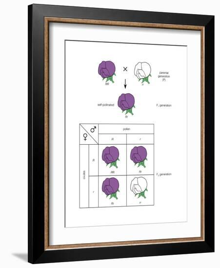 Gregor Mendel's Law of Segregation. Heredity, Genetics-Encyclopaedia Britannica-Framed Art Print