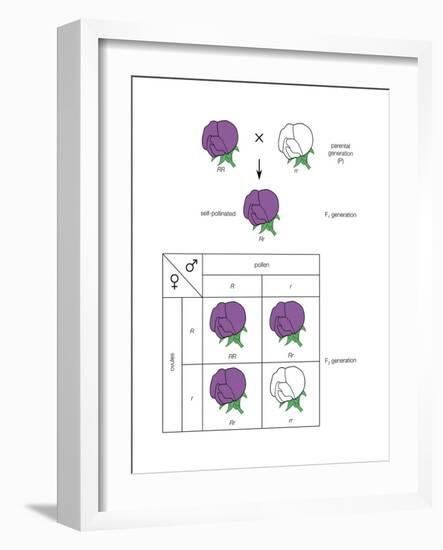 Gregor Mendel's Law of Segregation. Heredity, Genetics-Encyclopaedia Britannica-Framed Art Print