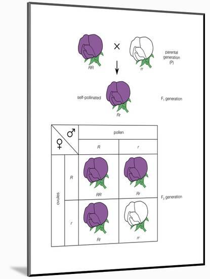 Gregor Mendel's Law of Segregation. Heredity, Genetics-Encyclopaedia Britannica-Mounted Art Print