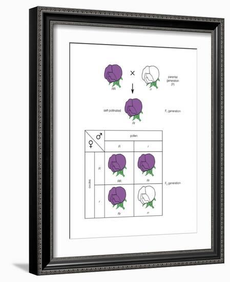 Gregor Mendel's Law of Segregation. Heredity, Genetics-Encyclopaedia Britannica-Framed Art Print