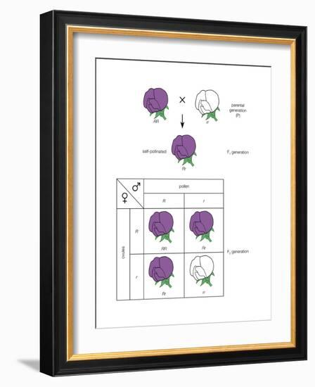 Gregor Mendel's Law of Segregation. Heredity, Genetics-Encyclopaedia Britannica-Framed Art Print