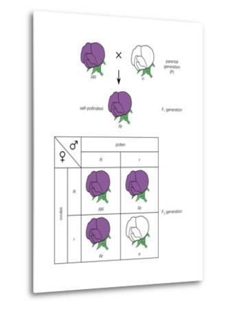 Gregor Mendel Chart