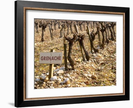 Grenache Vines in Row and Sign at La Truffe De Ventoux Truffle Farm, Vaucluse, Rhone-Per Karlsson-Framed Photographic Print