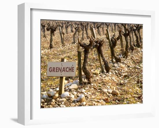 Grenache Vines in Row and Sign at La Truffe De Ventoux Truffle Farm, Vaucluse, Rhone-Per Karlsson-Framed Photographic Print