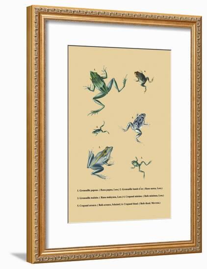 Grenouille Papoue-null-Framed Art Print