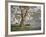 Gresford Gum 2-John Bradley-Framed Giclee Print