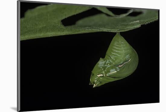 Greta Oto (Glasswinged Butterfly) - Pupa-Paul Starosta-Mounted Photographic Print