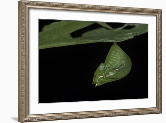 Greta Oto (Glasswinged Butterfly) - Pupa-Paul Starosta-Framed Photographic Print