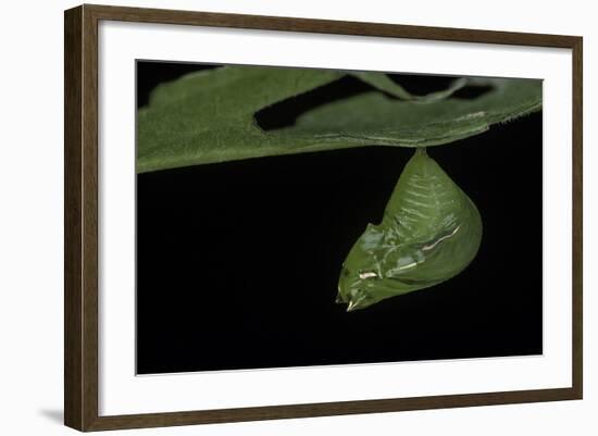 Greta Oto (Glasswinged Butterfly) - Pupa-Paul Starosta-Framed Photographic Print