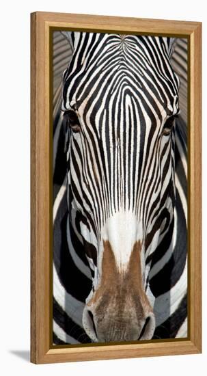 Grevey's Zebra, Samburu National Reserve, Kenya-null-Framed Stretched Canvas