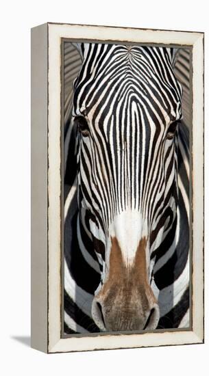 Grevey's Zebra, Samburu National Reserve, Kenya-null-Framed Stretched Canvas