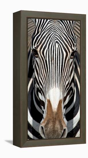 Grevey's Zebra, Samburu National Reserve, Kenya-null-Framed Stretched Canvas