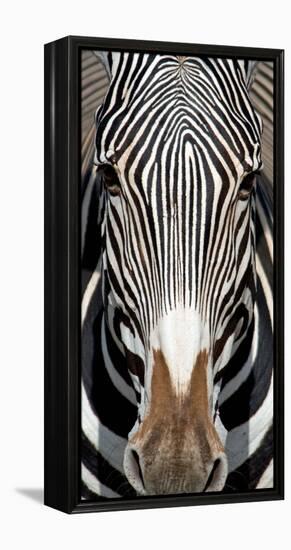 Grevey's Zebra, Samburu National Reserve, Kenya-null-Framed Stretched Canvas