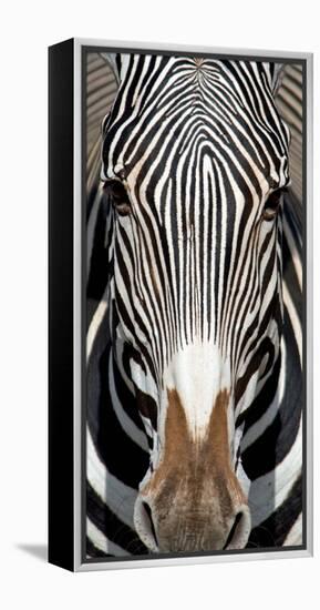 Grevey's Zebra, Samburu National Reserve, Kenya-null-Framed Stretched Canvas