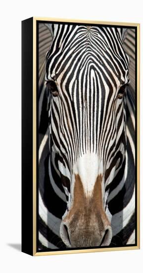 Grevey's Zebra, Samburu National Reserve, Kenya-null-Framed Stretched Canvas