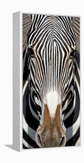 Grevey's Zebra, Samburu National Reserve, Kenya-null-Framed Stretched Canvas