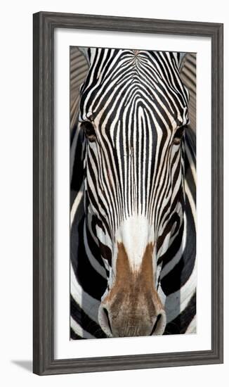 Grevey's Zebra, Samburu National Reserve, Kenya-null-Framed Photographic Print