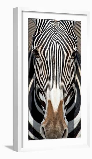 Grevey's Zebra, Samburu National Reserve, Kenya--Framed Photographic Print