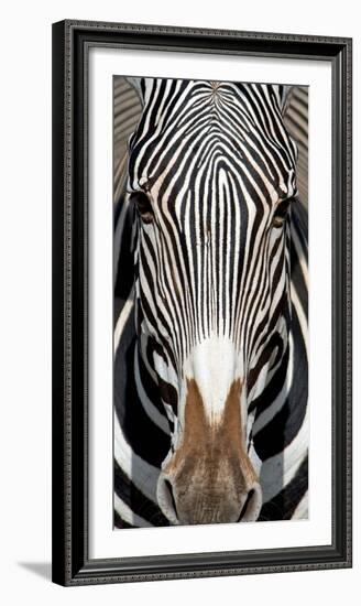 Grevey's Zebra, Samburu National Reserve, Kenya-null-Framed Photographic Print