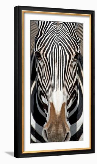 Grevey's Zebra, Samburu National Reserve, Kenya-null-Framed Photographic Print