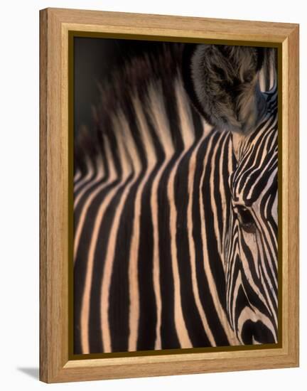 Grevy's Zebra at Sunset, Buffalo Springs National Reserve, Kenya-Paul Souders-Framed Premier Image Canvas