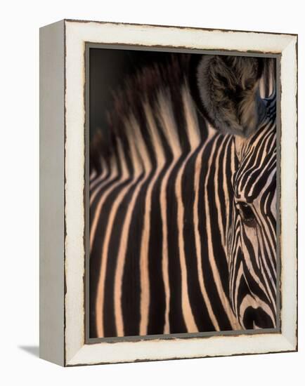 Grevy's Zebra at Sunset, Buffalo Springs National Reserve, Kenya-Paul Souders-Framed Premier Image Canvas