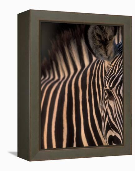 Grevy's Zebra at Sunset, Buffalo Springs National Reserve, Kenya-Paul Souders-Framed Premier Image Canvas