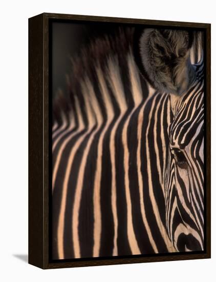 Grevy's Zebra at Sunset, Buffalo Springs National Reserve, Kenya-Paul Souders-Framed Premier Image Canvas