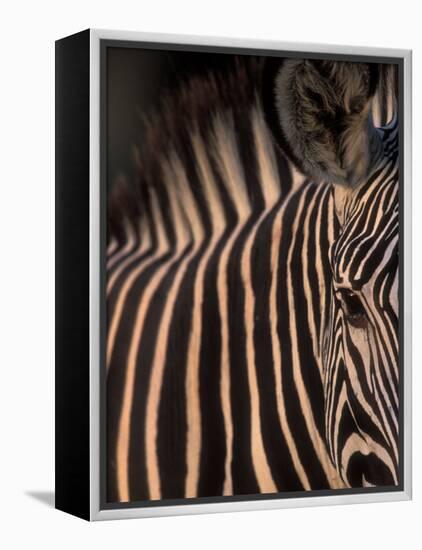 Grevy's Zebra at Sunset, Buffalo Springs National Reserve, Kenya-Paul Souders-Framed Premier Image Canvas