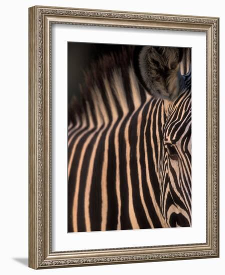 Grevy's Zebra at Sunset, Buffalo Springs National Reserve, Kenya-Paul Souders-Framed Photographic Print