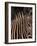 Grevy's Zebra at Sunset, Buffalo Springs National Reserve, Kenya-Paul Souders-Framed Photographic Print