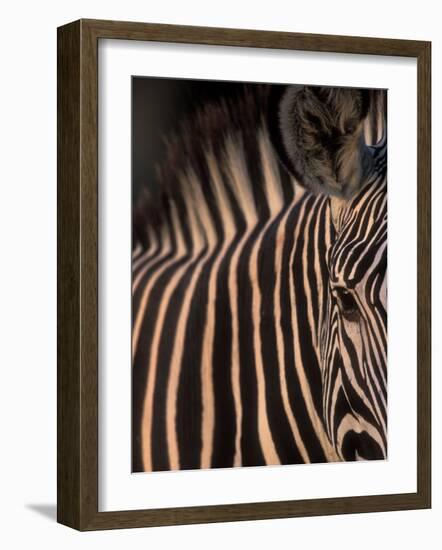 Grevy's Zebra at Sunset, Buffalo Springs National Reserve, Kenya-Paul Souders-Framed Photographic Print