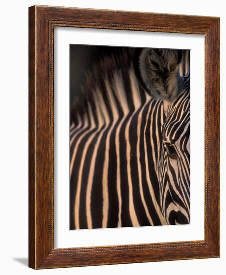 Grevy's Zebra at Sunset, Buffalo Springs National Reserve, Kenya-Paul Souders-Framed Photographic Print