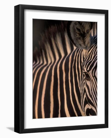 Grevy's Zebra at Sunset, Buffalo Springs National Reserve, Kenya-Paul Souders-Framed Photographic Print