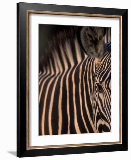 Grevy's Zebra at Sunset, Buffalo Springs National Reserve, Kenya-Paul Souders-Framed Photographic Print