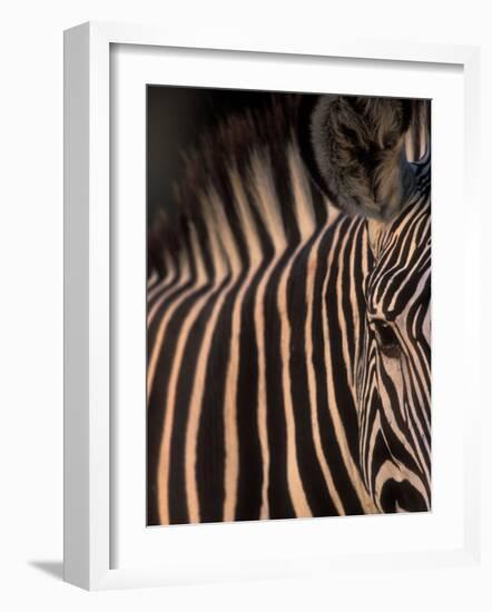 Grevy's Zebra at Sunset, Buffalo Springs National Reserve, Kenya-Paul Souders-Framed Photographic Print