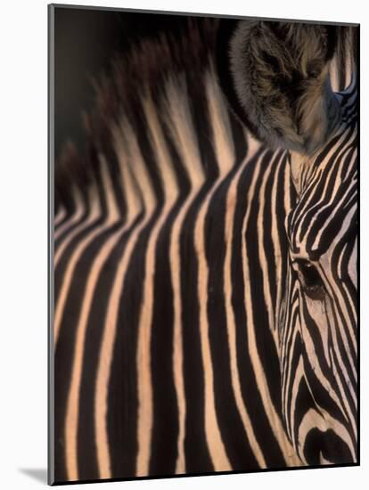 Grevy's Zebra at Sunset, Buffalo Springs National Reserve, Kenya-Paul Souders-Mounted Photographic Print