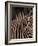 Grevy's Zebra at Sunset, Buffalo Springs National Reserve, Kenya-Paul Souders-Framed Photographic Print