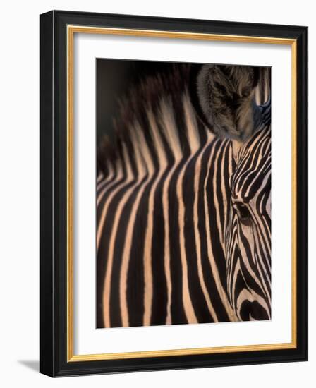 Grevy's Zebra at Sunset, Buffalo Springs National Reserve, Kenya-Paul Souders-Framed Photographic Print