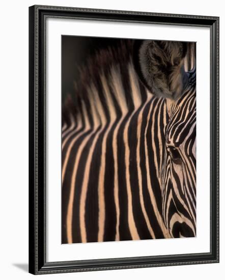 Grevy's Zebra at Sunset, Buffalo Springs National Reserve, Kenya-Paul Souders-Framed Photographic Print