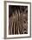 Grevy's Zebra at Sunset, Buffalo Springs National Reserve, Kenya-Paul Souders-Framed Photographic Print