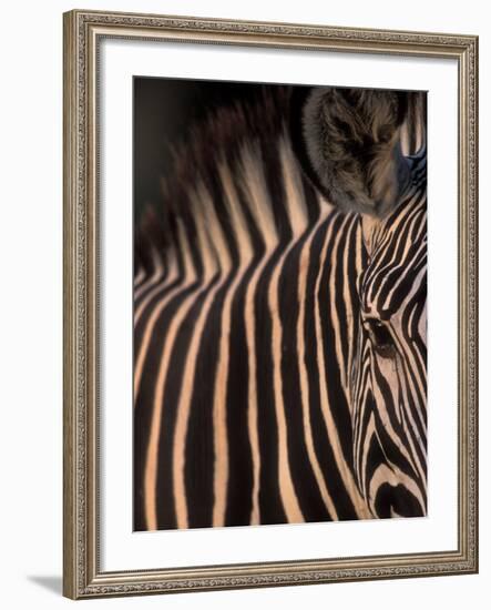 Grevy's Zebra at Sunset, Buffalo Springs National Reserve, Kenya-Paul Souders-Framed Photographic Print